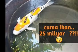 Ikan Koi Bisa Dimakan Tidak